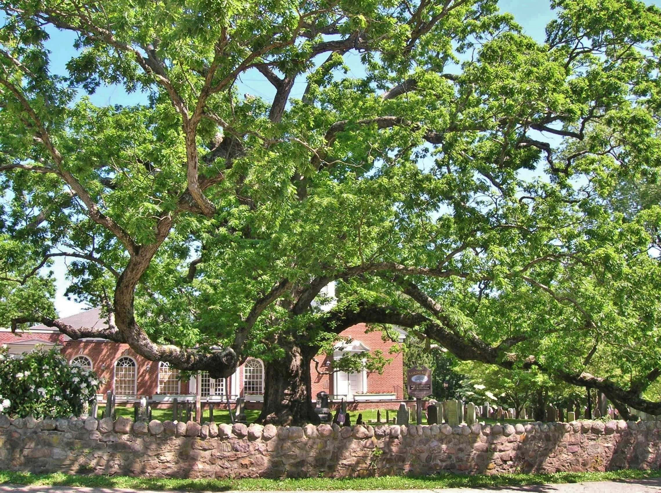 The historic white oak tree in Basking Ridge New Jersey Presbyterian Church yard where Washington and Lafayette met
